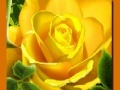 Lalao Yellow Roses
