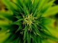 Lalao Marijuana Plant Slider