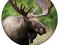 Lalao Animal Quiz 