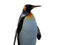 Lalao Penguin Painting: Coloring For Kids