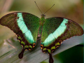 Lalao 100 Pics Quiz Online