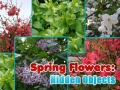 Lalao Spring Flowers: Hidden Objects