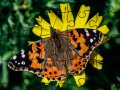 Lalao Jigsaw Puzzle: Spring