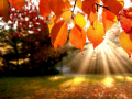 Lalao Jigsaw Puzzle: Autumn