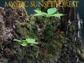 Lalao Mystic sunset forest