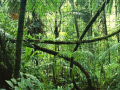 Lalao Jigsaw puzzle: Rainforest