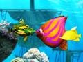 Lalao Big Fish Eat Small Fish