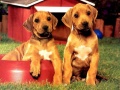 Lalao Puppy Pairs Puzzle