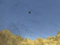 Lalao Toucan Shooter