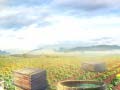 Lalao Farm Treasure