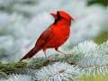 Lalao Birds Puzzle