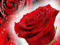 Lalao Red Roses