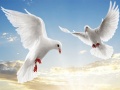 Lalao Flying Birds