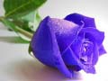 Lalao Blue Roses
