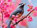 Lalao Lovable Birds