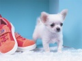 Lalao Lovely Puppy Puzzle