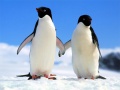 Lalao Penguin Puzzle