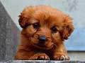 Lalao Puppy Puzzle