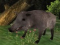 Lalao Wild boar Hunting