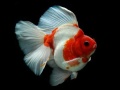 Lalao Gold Fish Jigsaw Puzzle