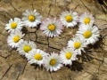 Lalao Daisy Heart Jigsaw