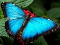 Lalao Nature Jigsaw Puzzle Butterfly