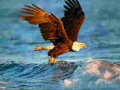 Lalao Animals Jigsaw Puzzle Eagle