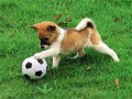 Lalao Playful Puppy Outdoor Puzzle