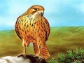 Lalao Birds of Prey Slide