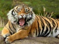 Lalao Animals Jigsaw Puzzle Tiger