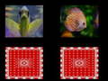 Lalao fish memory