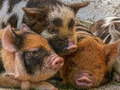 Lalao Piglet Piggy Jigsaw