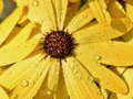 Lalao Flower Petals Raindrop Jigsaw