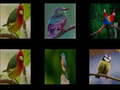 Lalao Memorize the birds