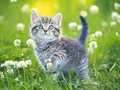Lalao Kittens Jigsaw