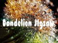 Lalao Dandelion Jigsaw