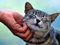 Lalao Tickling Cat