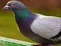 Lalao Pigeon Jigsaw Puzzle
