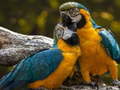 Lalao Parrot Jigsaw
