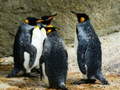 Lalao King Penguin Jigsaw