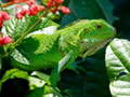 Lalao Wild Iguana