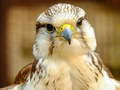 Lalao Gyrfalcon Jigsaw