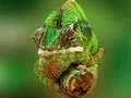 Lalao Chameleon Jigsaw