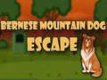 Lalao Bernese Mountain Dog Escape