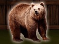 Lalao Save The Grizzly Bear