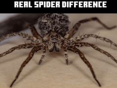 Lalao Real Spider Difference