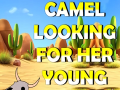 Lalao Camel Looking For Her Young
