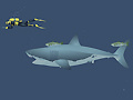 Lalao Mad Shark