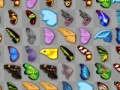 Lalao Butterfly kyodai